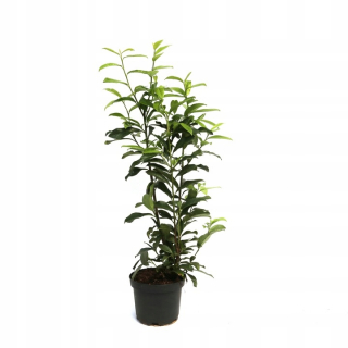 Vavrín čerešňový Prunus laurocerasus Genolia HIGH 60-80 cm živý plot